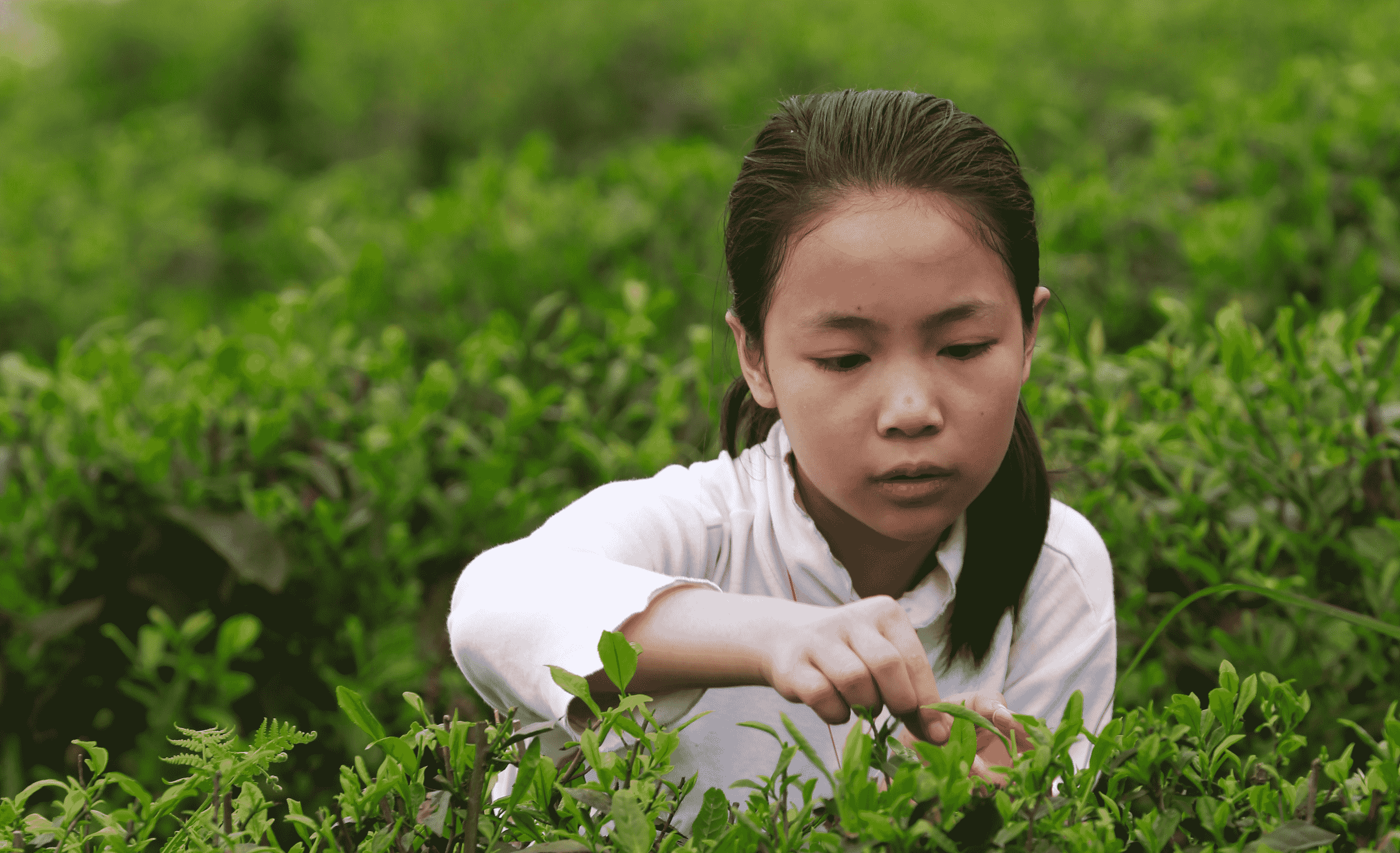Sichuan Household Biogas Programme