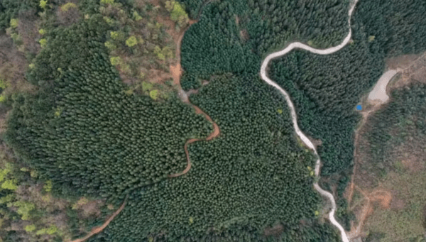 Anhuang Afforestation