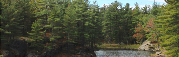 Quinte Community forest carbon project