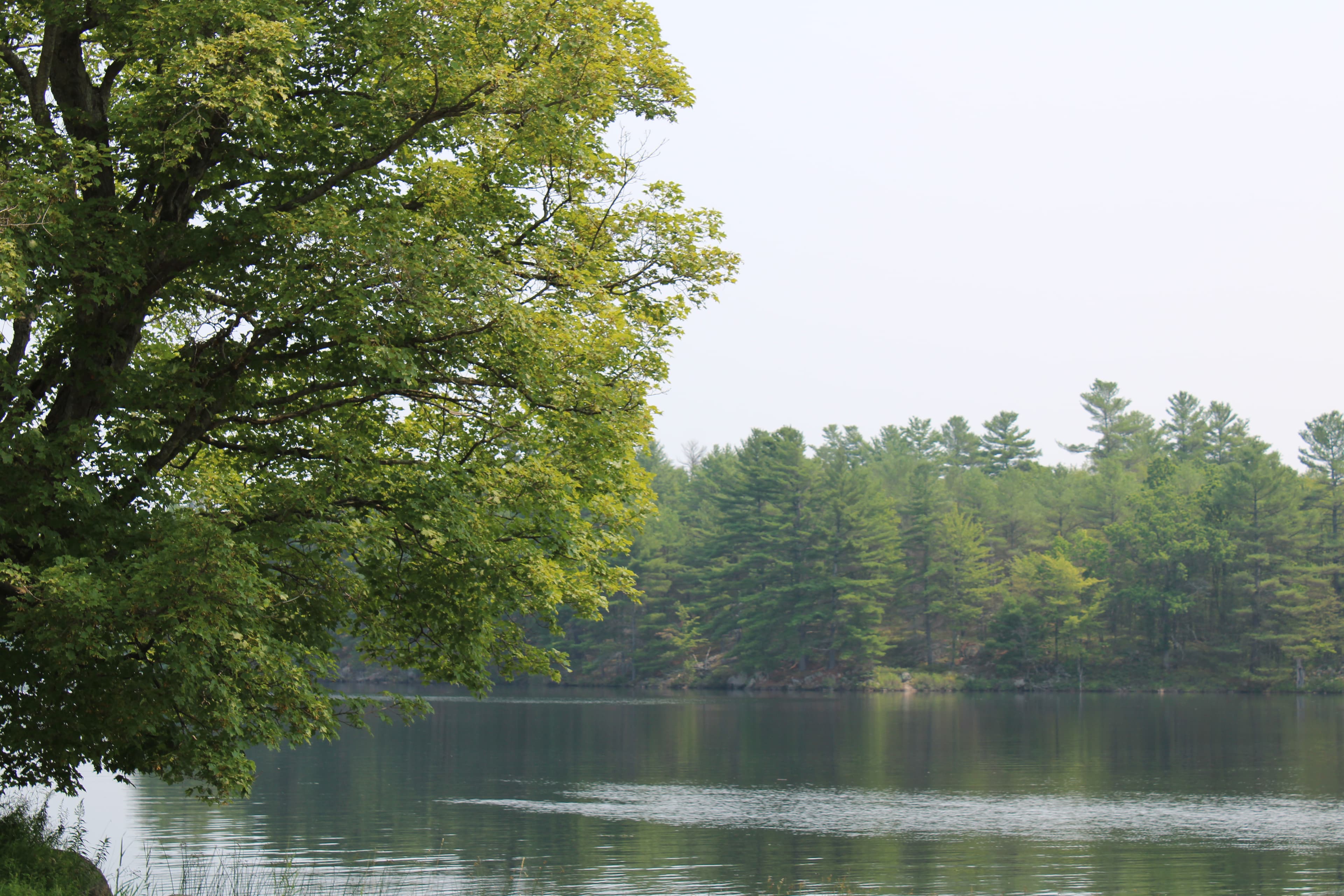 Quinte Community forest carbon project