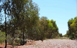 Yarra Yarra Biodiversity Corridor | Western Australia, Australia