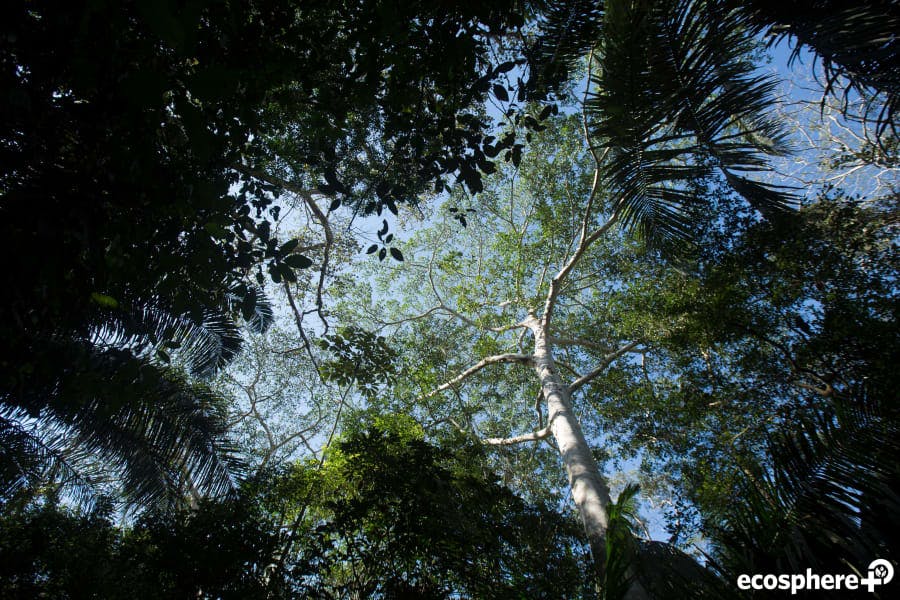 Tambopata-Bahuaja Biodiversity Reserve (REDD+) 